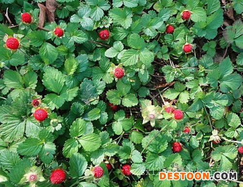 蛇莓花种-潍坊信誉好的蛇莓经销商推荐