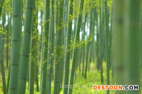 翠竹价格-供应山东抢手的翠竹