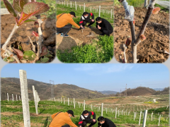 勉县：高频率深化田间地头 确保猕猴桃嫁接成活率高