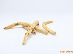 沙参_好用的供应 沙参