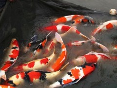 观赏鱼 浙江台州蓬展   锦鲤厂家