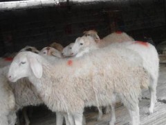 山东乡村牧业肉羊种羊 小尾寒羊绵羊  国宝小尾寒羊 小尾寒羊羔羊