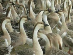 兆杰 朗德鹅苗 灰鹅苗 灰鹅 朗德鹅供应 朗德鹅 灰鹅 狮头鹅 面议