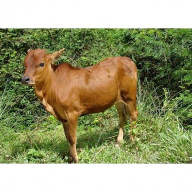 德利牧业  纯种鲁西黄牛养殖场 牛犊 厂家