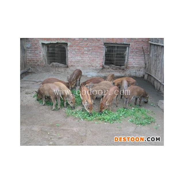 格六野猪纯粮喂养(图)-野猪苗厂厂产品批发-野猪苗厂