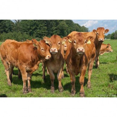 德利牧业  鲁西黄牛 小牛犊 厂家