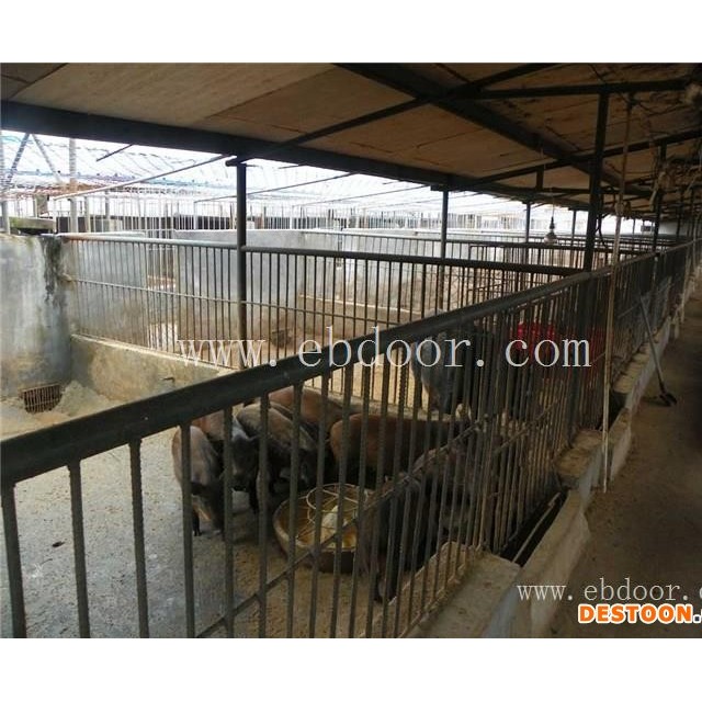 河北小野猪仔-Duang！格六野猪-小野猪仔报价