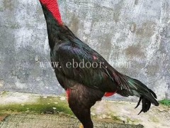 精品一年斗鸡批发