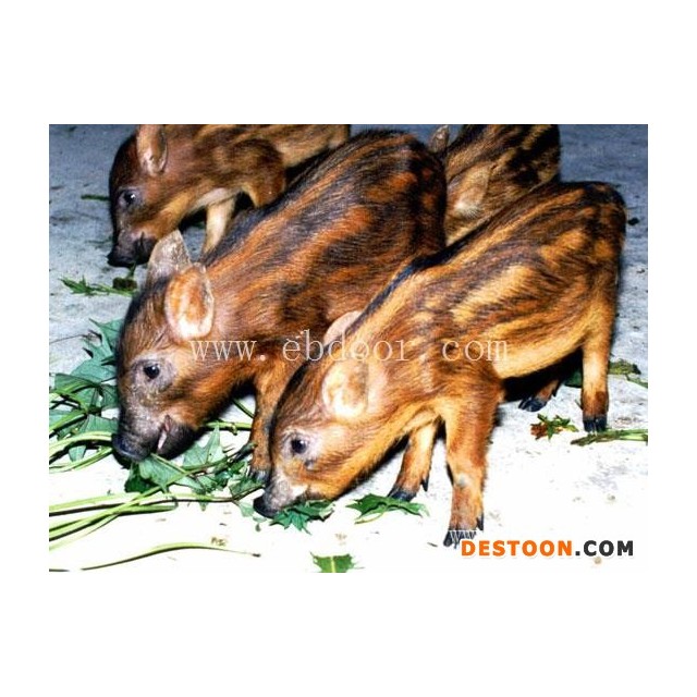 河北野猪仔厂家-河北野猪仔-格六野猪实力圈粉