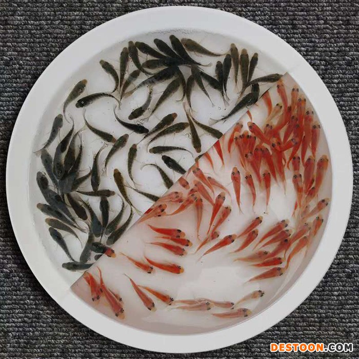 港兴水产淡水鱼苗批发  俄罗斯金草鱼苗|鱼苗