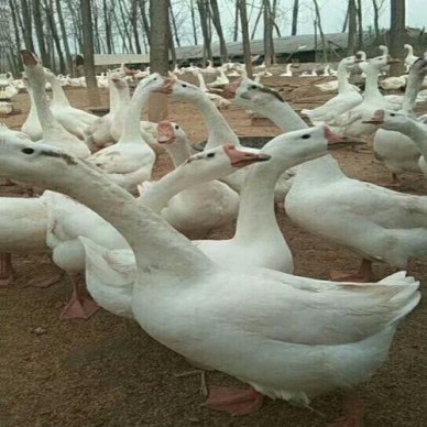 江苏供应三花鹅苗鹅蛋价格厂家直销欢迎选购138-5372-2309