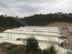 钦州市“短平快”畜禽养殖开展简报（灵山县沙坪双六种鸡场）