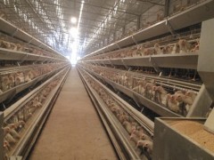 钦州市“短平快” 畜禽养殖开展简报（钦北区青塘镇蛋鸡养殖场）