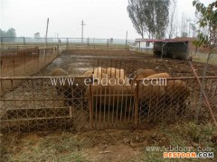 特种野猪的价格-特种野猪-纯野猪选格六野猪