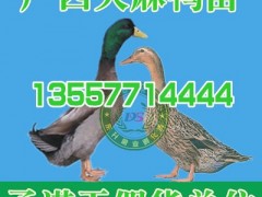 福泉野兔养殖基地