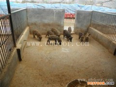 鹤壁野猪仔-格六野猪品种好-小野猪仔的价钱