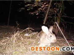 养殖杂交野兔杂交野兔养殖技术