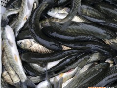 粤丰 鱼苗 草鱼苖，3-6公分