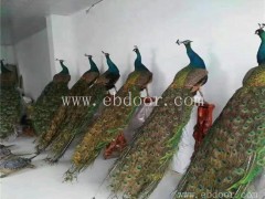 三亚批发斗鸡孔雀