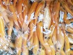 中渔水产直销 鱼苗 鱼苗批发 金草鱼 金丝草皖  金草鱼批发