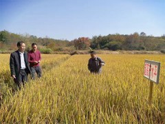 九江农业信息网,江西省农科院土肥所专家来都昌县调研指点任务