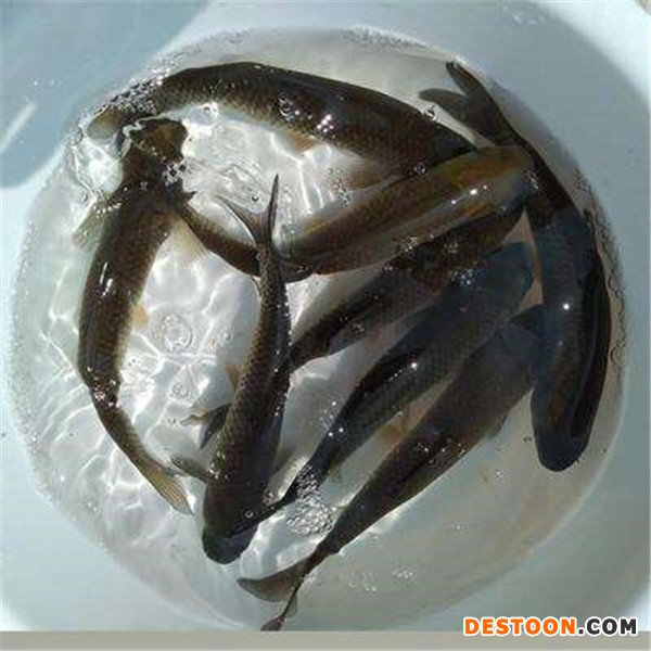 港兴水产 长江草苗 草鱼|长江草鱼|长江鲩鱼|鲩鱼苗