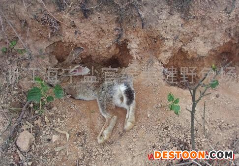 供应肉兔种兔苗致富项目好的选择