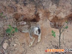 供应肉兔种兔苗致富项目好的选择