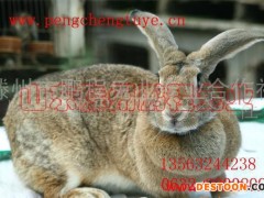供应皮毛肉兼用商品兔 常年稳定对外供