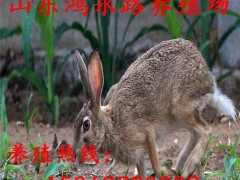 肉兔养殖基地 种兔出售 比利时野兔  肉兔 养殖杂交野兔利润  杂交野兔厂家 野兔批发 杂交野兔养殖基地