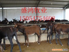 小尾寒羊批发小尾寒羊羊羔批发 免费运输