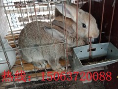 厂家直销杂交野兔 比利时野兔 肉兔 长毛兔 宠物兔 质量保障