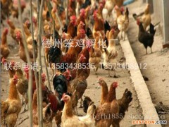 德州笨鸡孵化厂出售质量良好的柴鸡苗