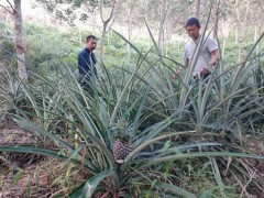 县经作站到打洛对橡胶林下套种本地小菠萝状况调查
