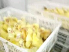 [供]鹅苗批发江苏致远包防疫包运输包回收