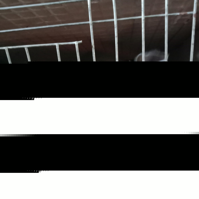 安徽阜阳肉兔市场价格 比利时种兔价格 肉兔养殖场出售肉兔