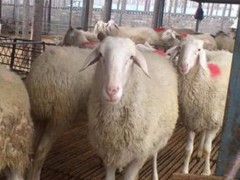 小尾寒羊 小尾寒羊养殖 30公斤小尾寒羊价格