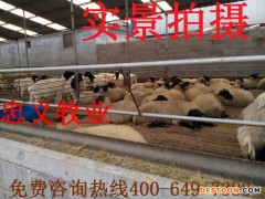 羊-小尾寒羊 纯种小尾寒羊 山羊 肉羊-小尾寒羊价格