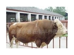 嘉旺牧业肉牛肉羊猎犬藏獒等优良品种