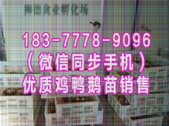 青海禽苗供应商 狼山鸡苗 黑猪肉批发市场一斤