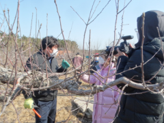 威海晋中市农业农村局 义务静态 防疫不误农事，晋中市农科院专家积极展开果树管理指点