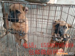 杜高犬和藏獒打架高清视频