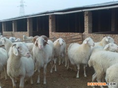 小尾寒羊养殖 山东小尾寒羊价格  小尾寒羊