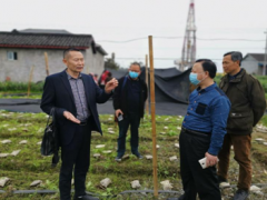 国度级羊肚菌专家为旌阳食用菌产业号脉