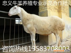 小尾寒羊 小尾寒羊养殖 小尾寒羊价格 小尾寒羊厂家