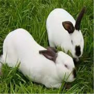 养殖出售  杂交野兔 肉兔种兔 提供兔子养殖技术