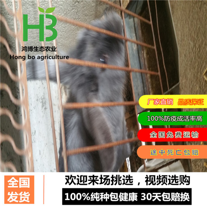 多肉兔耳盆栽、肉兔养殖与加盟价格、鸿博兔业