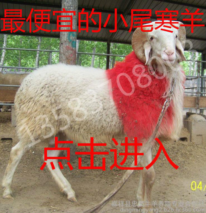 小尾寒羊 小尾寒羊批发 小尾寒羊价格 纯种小尾寒羊怀孕母羊