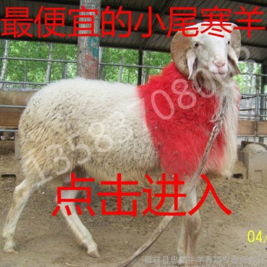 小尾寒羊 小尾寒羊批发 小尾寒羊价格 纯种小尾寒羊怀孕母羊