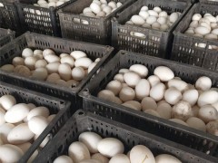 天农  孵化四季鹅鹅苗 肉鹅 价格